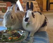 Rabbit Anniversary